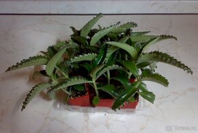 Madagaskarský ženšen - Kalanchoe daigremontiana - Sazeničky - 4