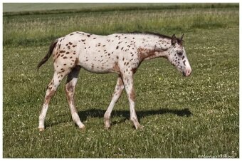Appaloosa s PP- letošní hřebeček "Nio" na prodej - 4