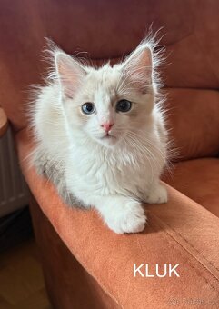 Ragdoll bez PP - 4