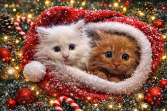 Sibiřská kočka, Něvská maškaráda - 4