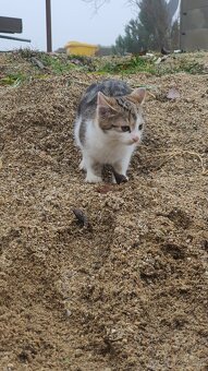 Darujeme koťátko - 4