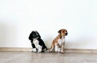 Štěňátka kříženci - 4