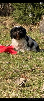 Biewer Jorkšírský teriér - 4