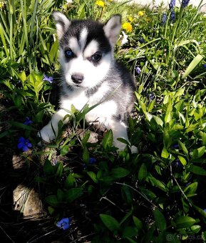 Sibírsky husky - 4