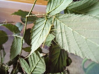 Strašilky - sungaya, medauroidea - 4