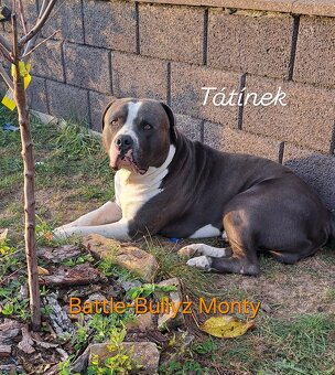 American Bully XL štěňata s PP - 4