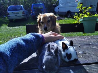 Zakrslý králík - 4