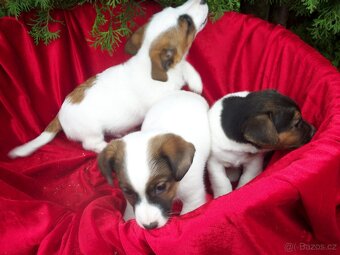 Jack Russell teriér-hladkosrstý - 4