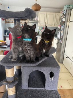 Čistokrevné mainské mývalí koťátko - blue smoked - holčička - 4