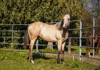 QH valášek 100% charakter - 4