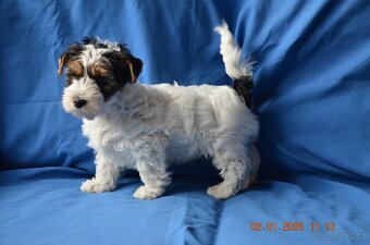 štěňata biewer teriera - 4