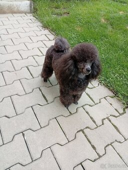 pudl toy černý - krytí - 4