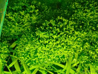Prodám akvarijni rostliny Riccia - 4