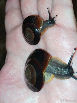 Pleurodonte excellens - 4