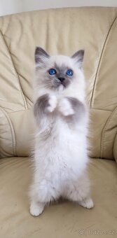 Ragdoll - 4