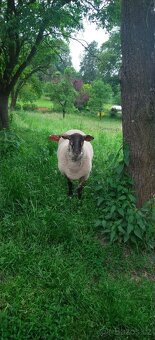Beran berichon du cher X sufolk - 4