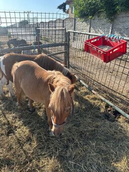 Shetland Pony - Canisterapie - 4