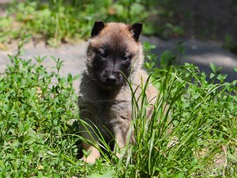 Belgický ovčák - Malinois - fenky s PP - 4