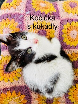 Koťata kočky evropské - 4