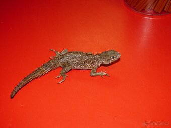 Leguán trnitý (Oplurus cyclurus) - 4