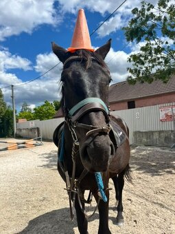 KRÁSNÝ ČERNÝ VALACH NA SPORT I REKREACI - 4
