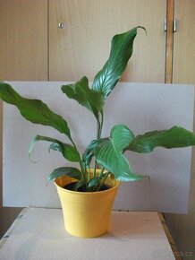 Pokojové květiny - 4