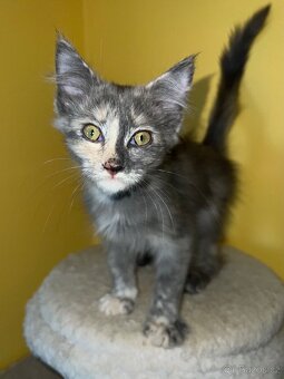 Mainská mývalí křížená koťátka - 4