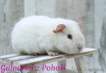 Morčátka US Teddy s PP - 4