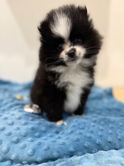 Štěňátka trpasličí špic bez PP - 4