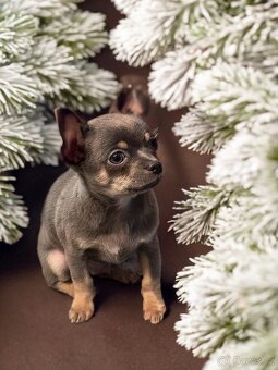 Čivava krátkosrstá s PP - 4