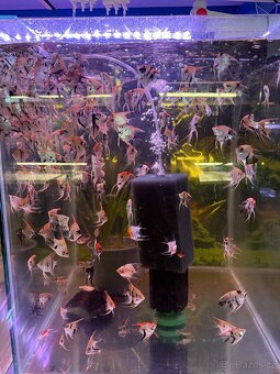 Prodej akvarijnich ryb - 4