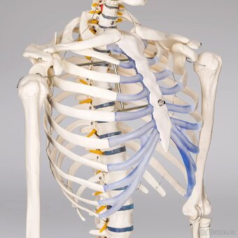 Anatomický model lidské kostry 180 cm - 4