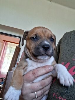 Štěňátka pitbull - 4