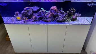 Mořská Akvária - 4