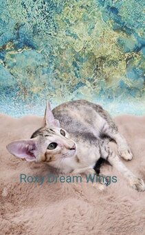 Orientální kočka s PP Roxy - 4