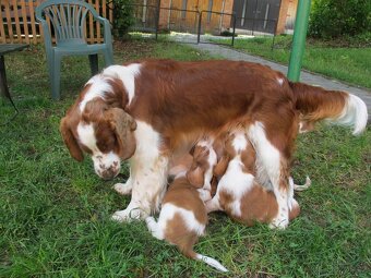 Welsh Springer Španiel - 4