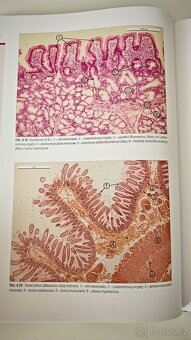 Histologický atlas - Jindřich Martínek, Zdeněk Vacek - 4