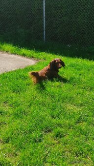 Jezevčík dlouhosrstý standard - 4