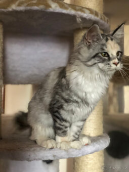 Mainská mývalí sPP - 4