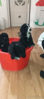 Bernský salašnický pes štěňata bez PP - 4