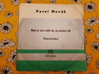 SP deska ružné druhy výběr dle foto 2 - 4