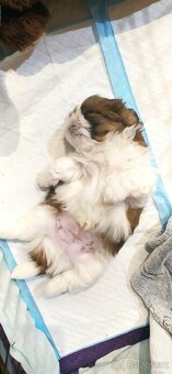 Prodám štěňátko Shih tzu - 4