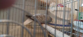 Holoubek diamantovy - 4