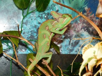 Chameleon jemenský (Chameleo calyptratus) - 4