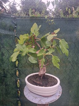 Bonsaj, bonsai Smokvoň - 4