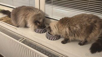 Ragdoll kocour a kočka - 4