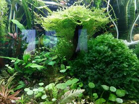 NOVE 23.4.2025 Akvarijní rostlinky 100ks - 4