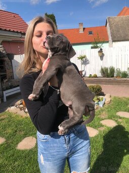 American bully - 4