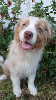 Australský ovčák s PP - red merle - 4