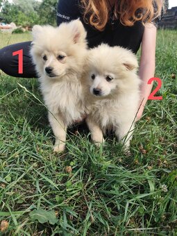 Špic pomeranian štěňátka - 4